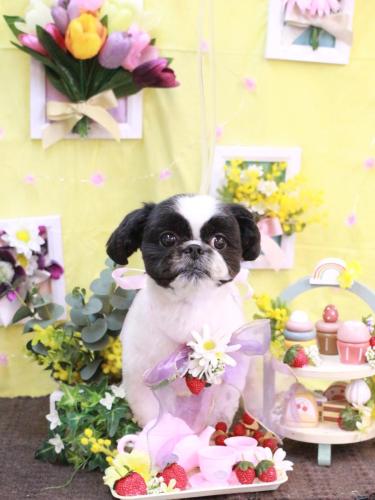 20230308たいがくん